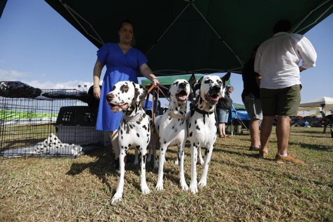 La Exposición Internacional Canina vuelve a Palma tras 34 años
