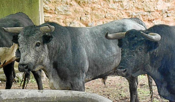 Los toros de Miura llegan a la plaza de toros de Inca