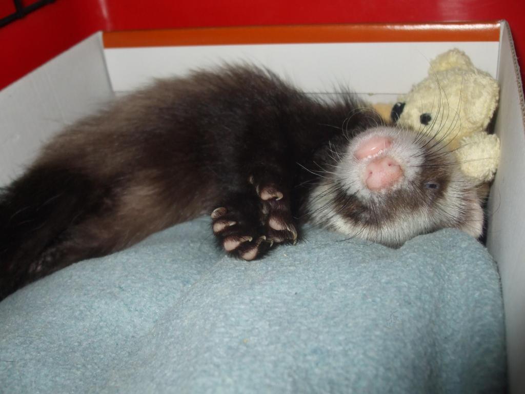 Brandy