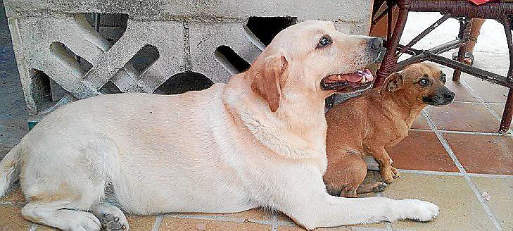 Na Rose y Tarat.jpg