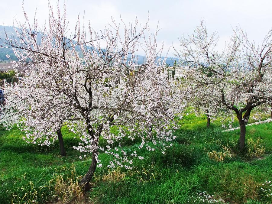 Almendros en flor