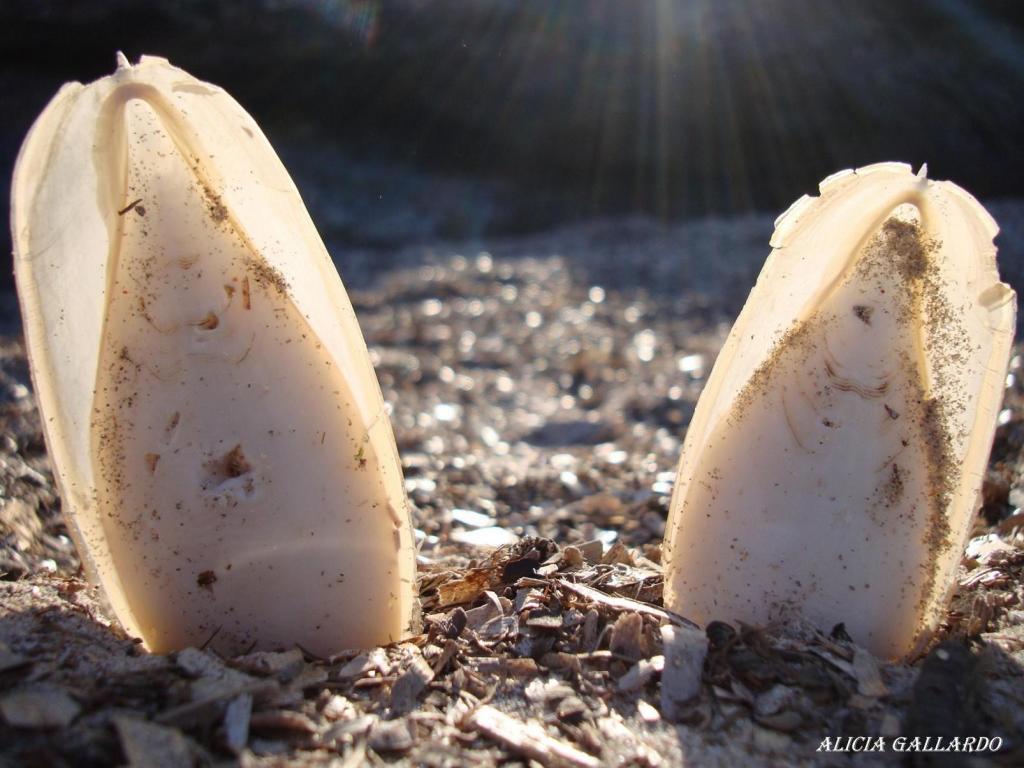 Esquelets de sípies al sol