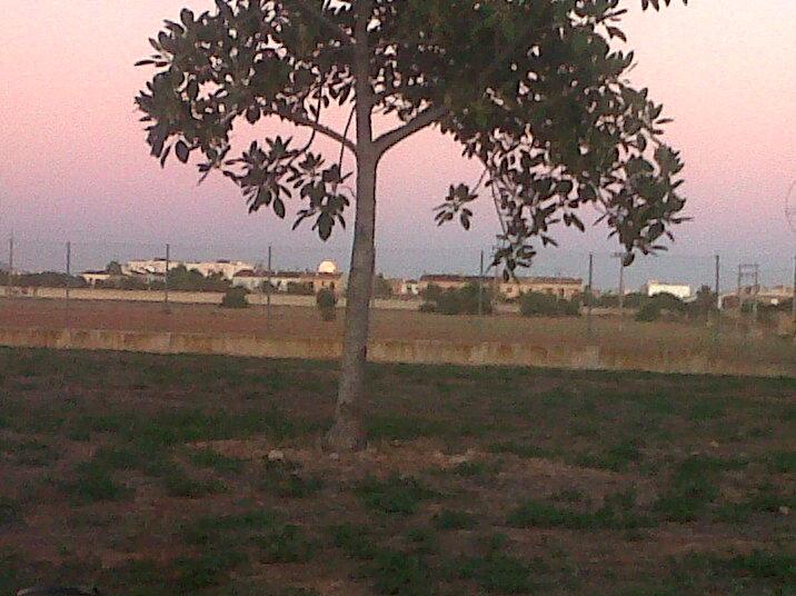 Atardecer en Son Llàtzer