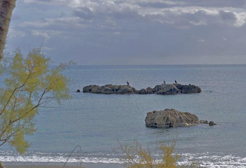 cormorán en Costa de los Pinos