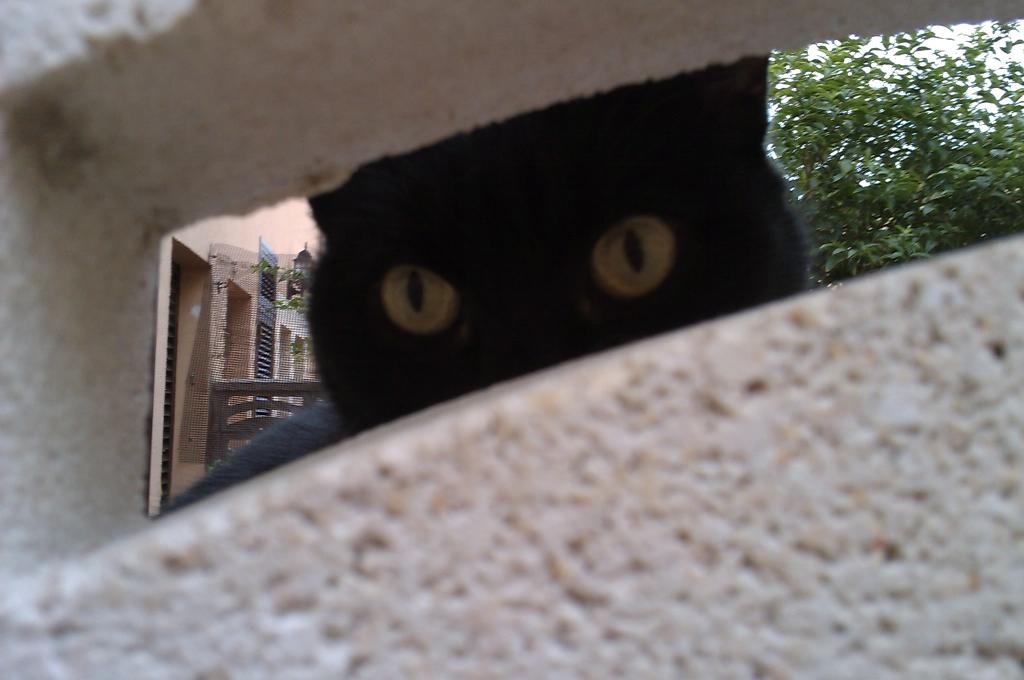 Ojos de gato