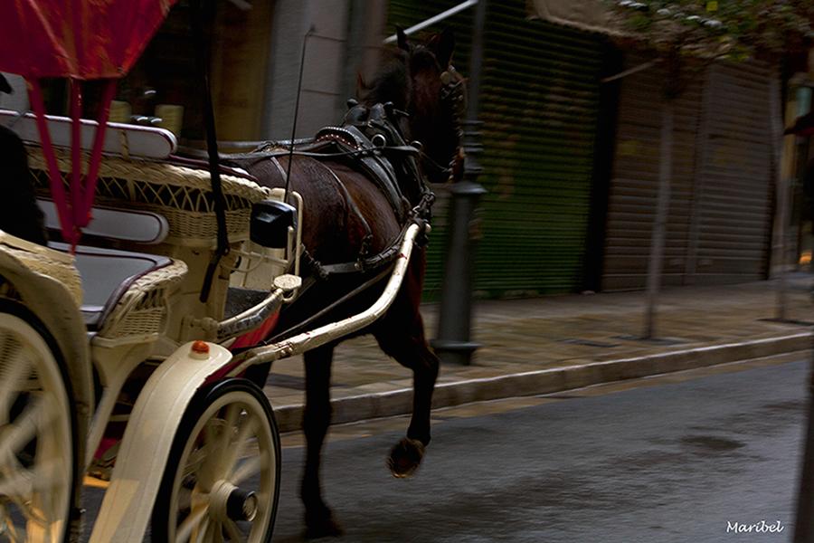 Coche de caballos en el centro de Palma