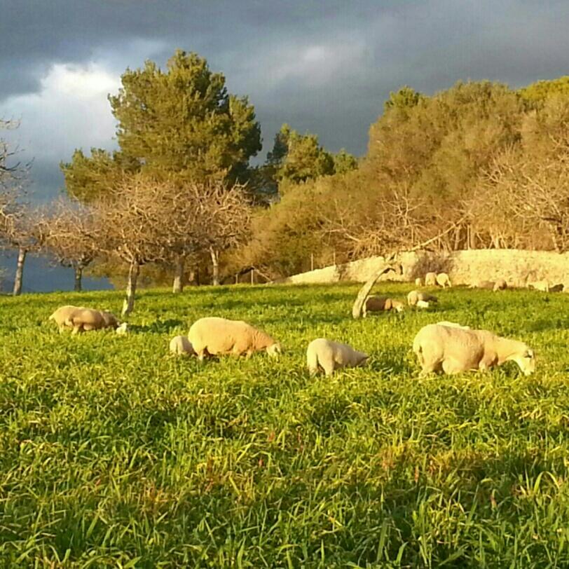 Ovejas pastando en Mallorca