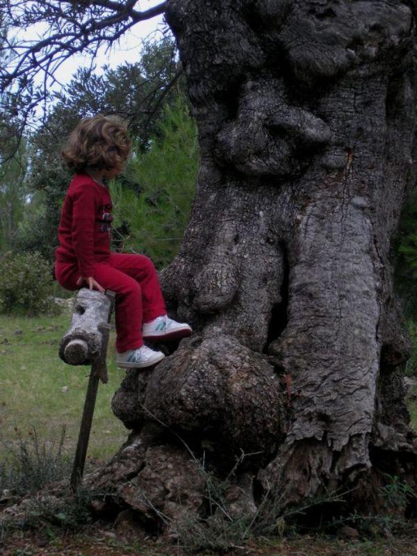 Olivo en la finca Planícia