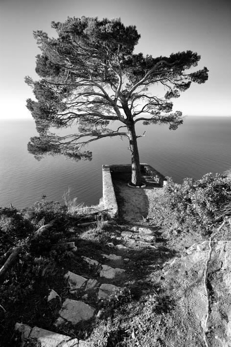 Pi de S'Arxiduc