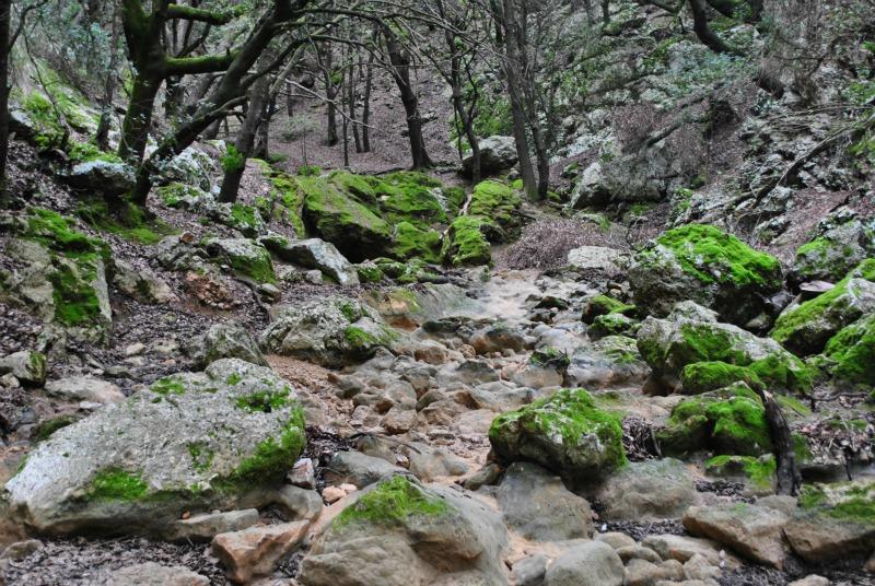 Bosque del salt des Freu en Orient
