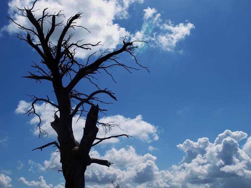 Árbol
