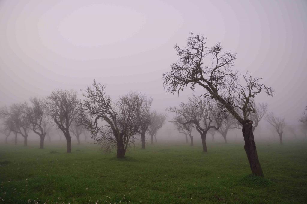 Niebla entre almendros