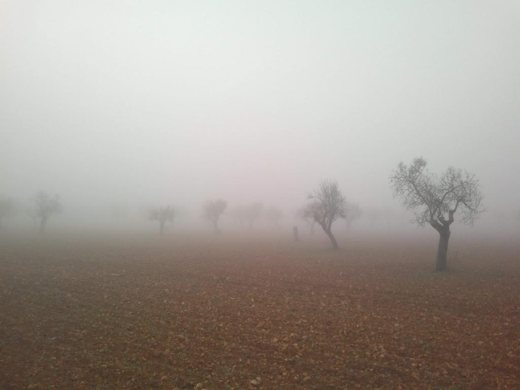 Almendros en la niebla