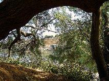 Tamarindos