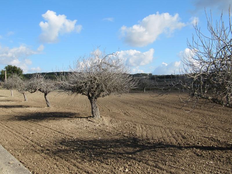 Higueras en Mallorca