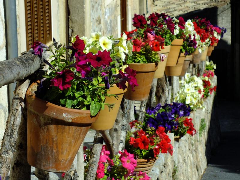 Flores en Valldemossa