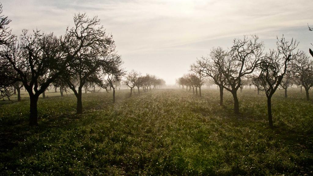 Almendros en la niebla