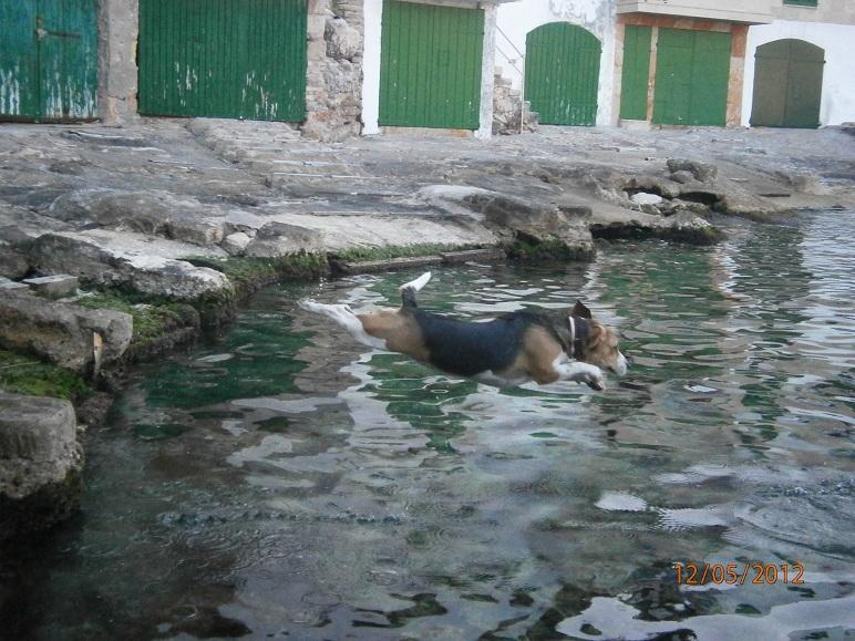 Capfico a cala santanyí