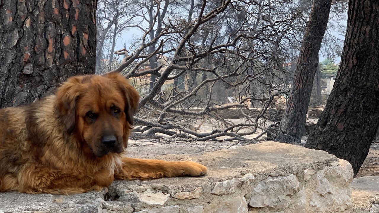 Evia fires continuing on three extensive fronts