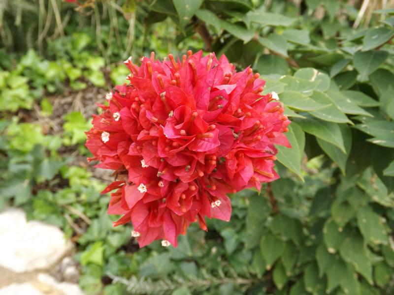 Flor de otoño