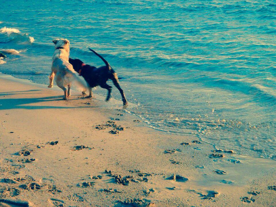 Buba y Titan