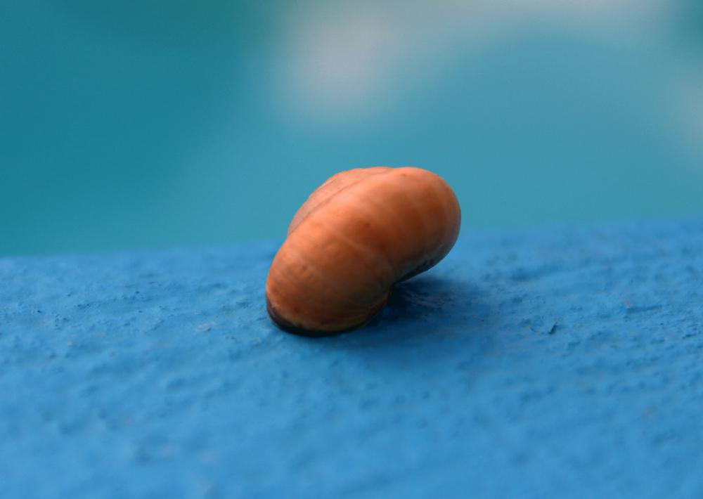 Azul Caracol