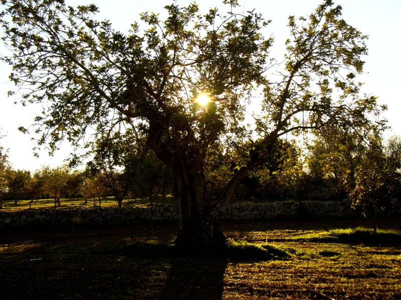 Algarrobos