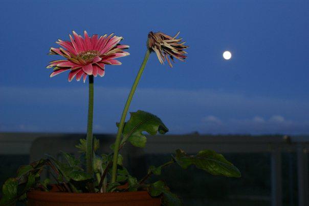 Flores y luna