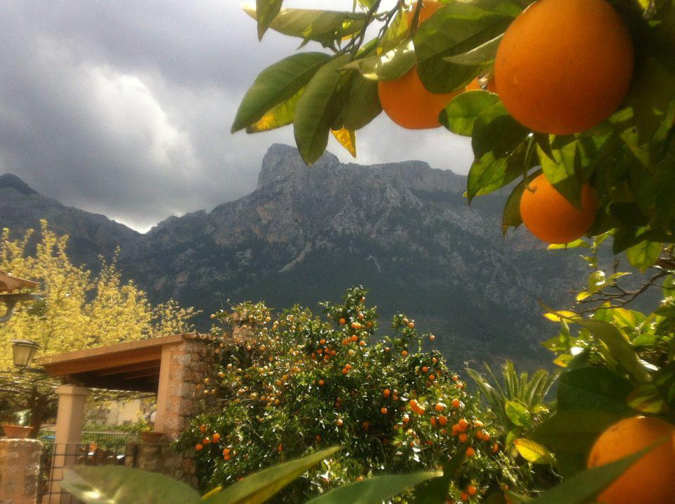 Naranjos y montaña de Es Cornadors en Sóller