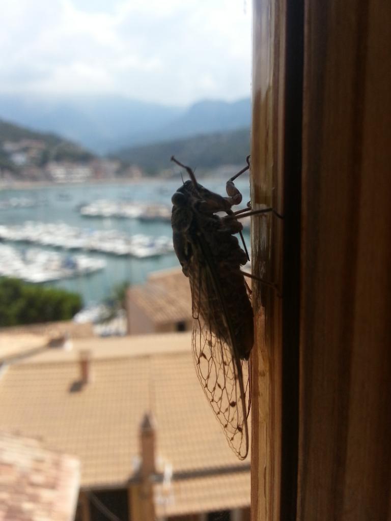 Mosca en el Port de Sóller