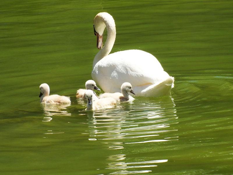 Cisnes de s'Hort del Rei, Palma