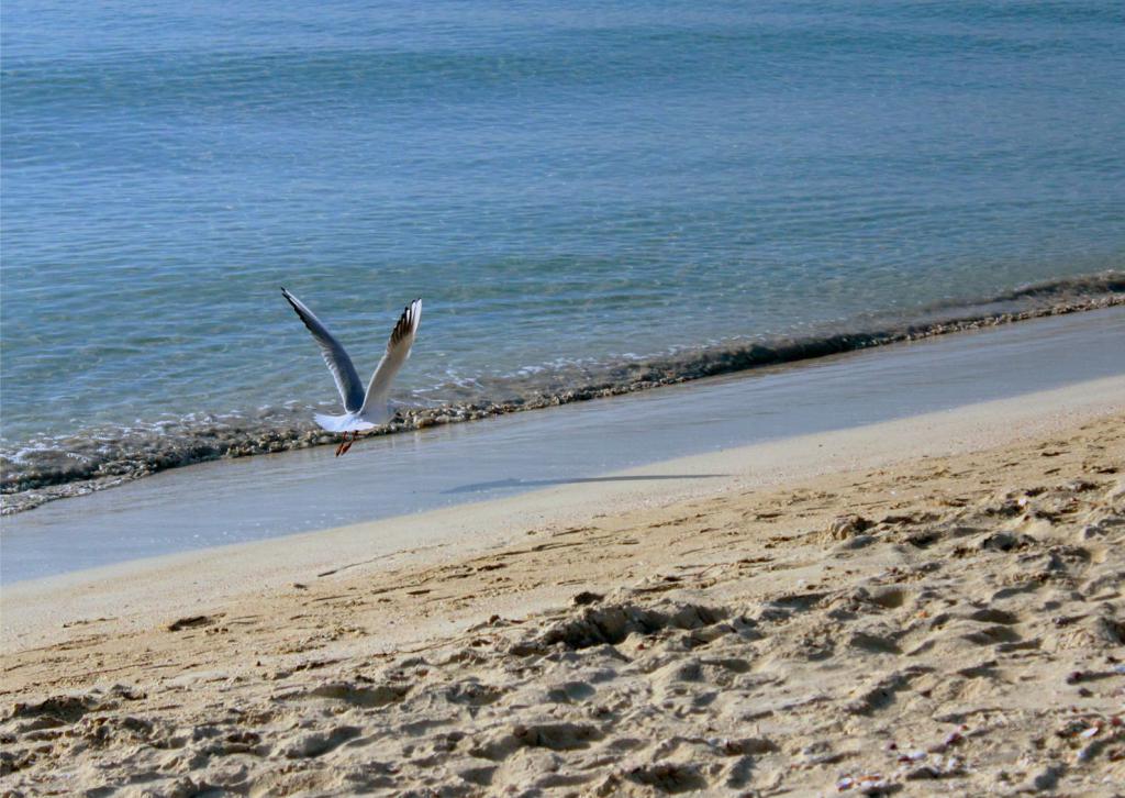 Gaviota