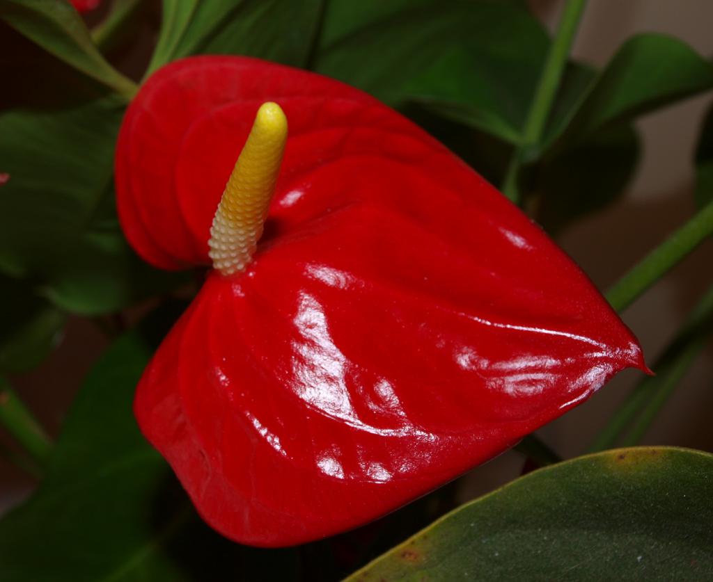 Rojo brillante