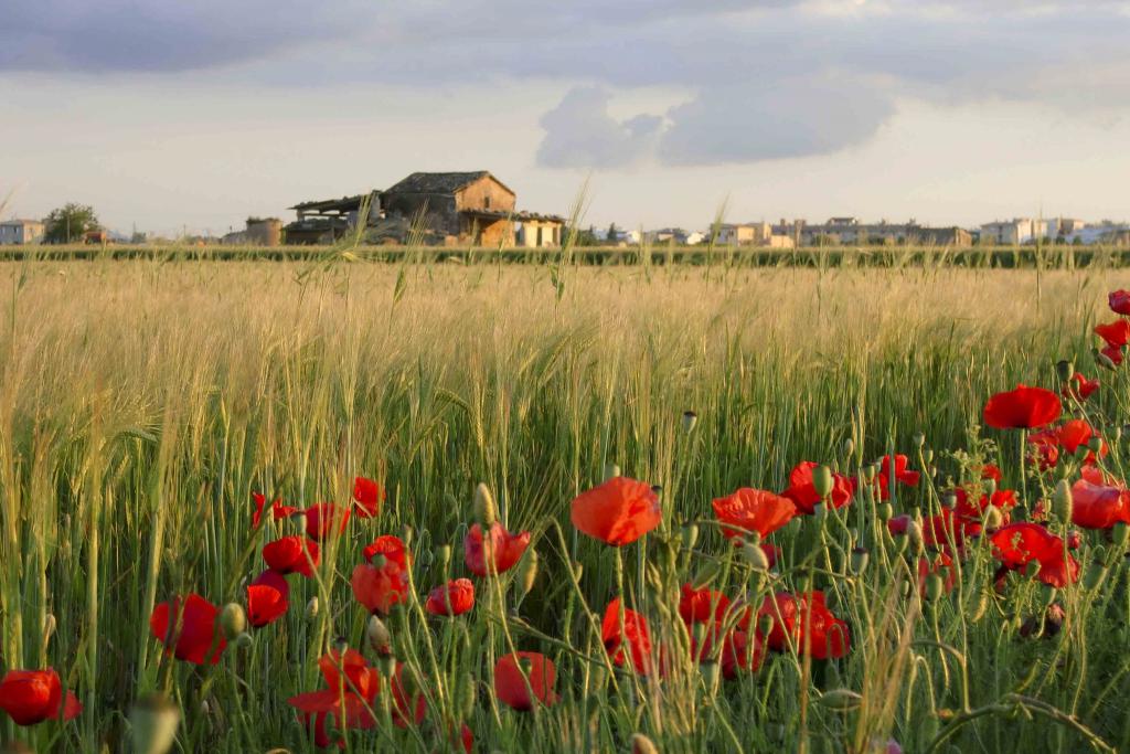 amapolas en primavera en sa Pobla