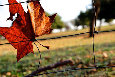 Fin del otoño, día ventoso