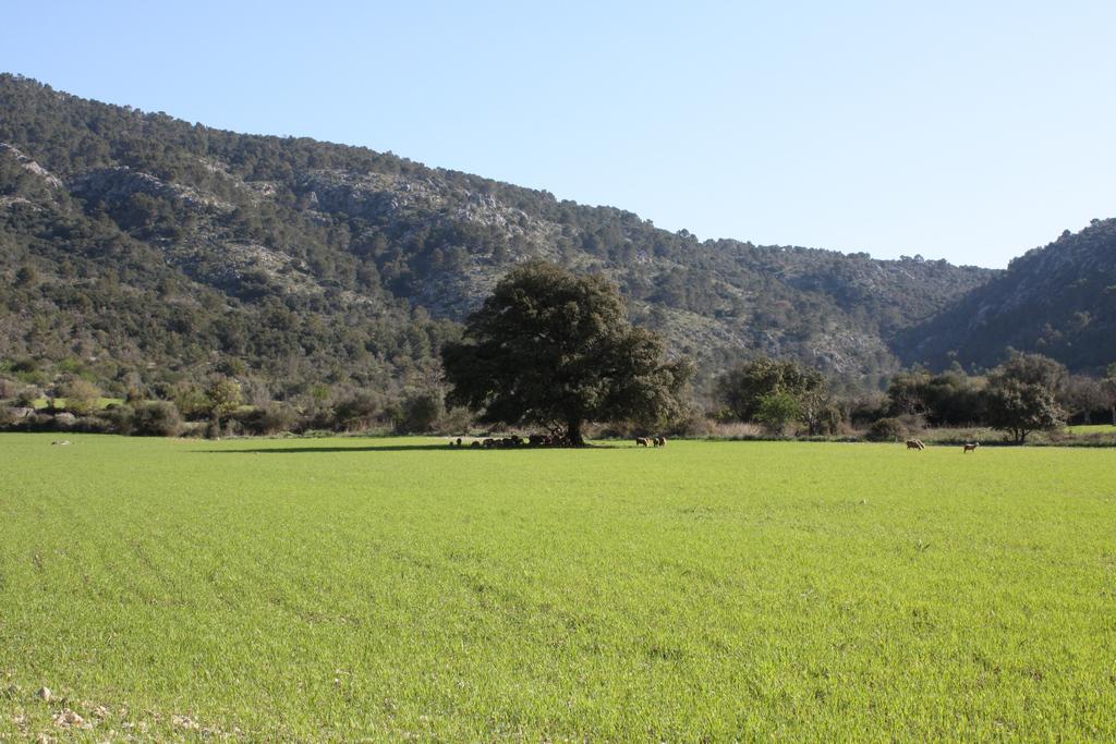 Prado en la serra de Tramuntana, Escorca