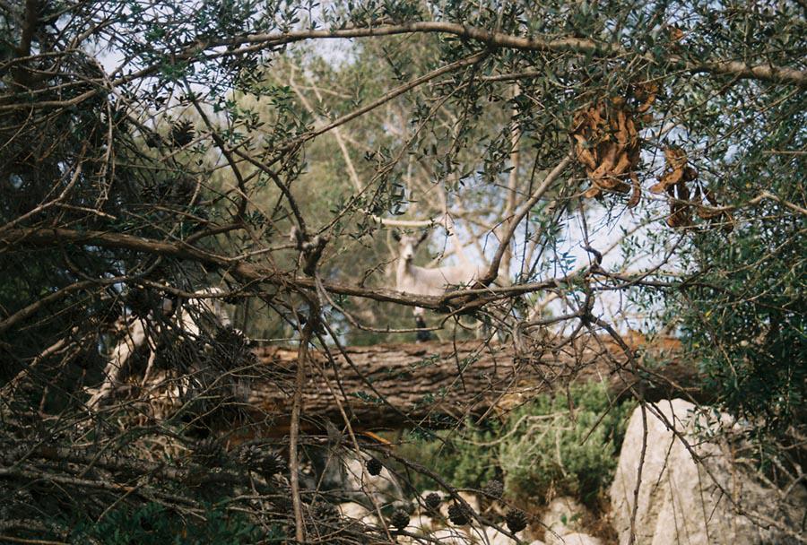 Camuflaje