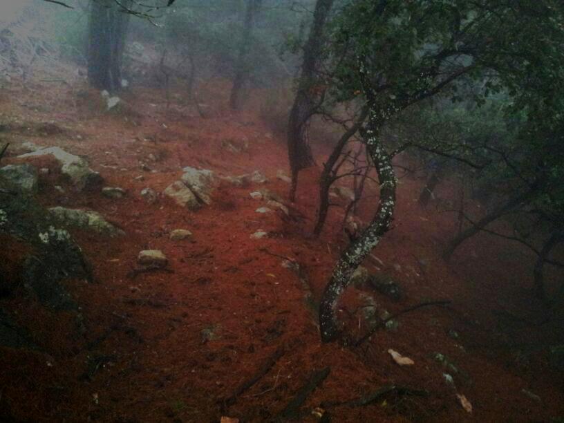 bosque de Escorca