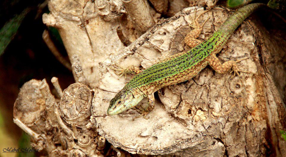 El lagarto