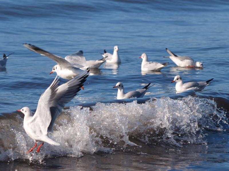 Danzando sobre las olas