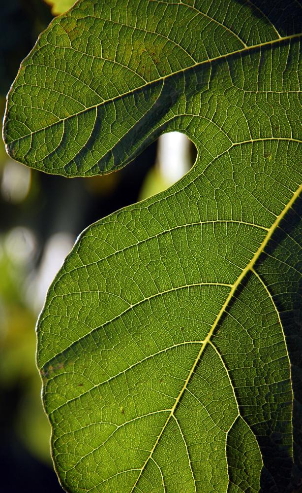 Hoja de higuera