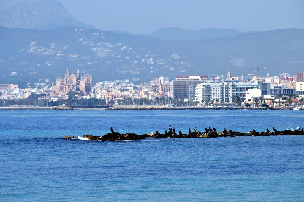 Frente a Palma
