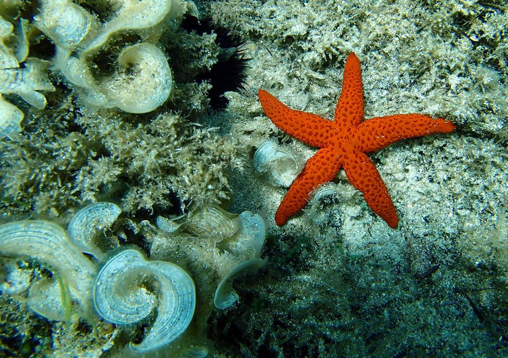 Fondo marino con estrella de mar