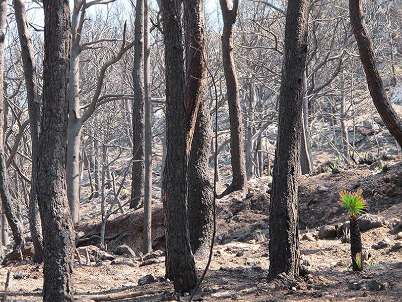bosque incendiado en Andratx