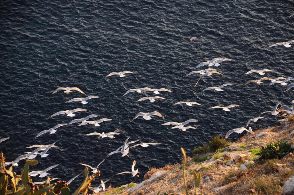 Gaviotas