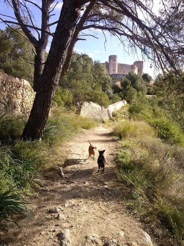 Paseo por el Bosque