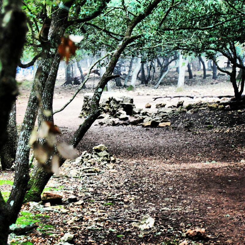 bosque de valldemossa
