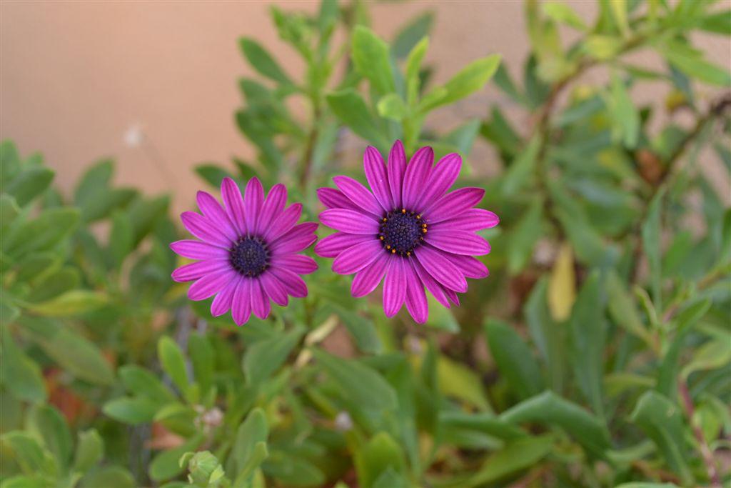 flores en Mallorca