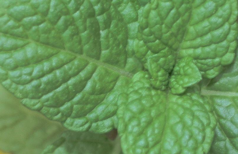 Herba-sana