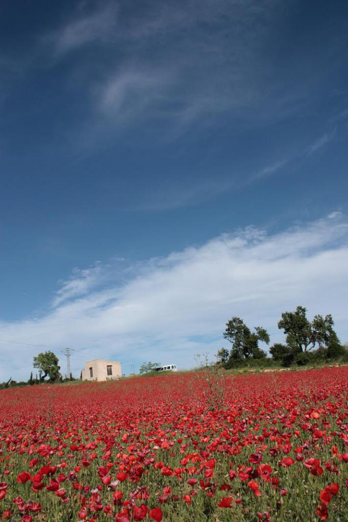 Amapolas en Mallorca